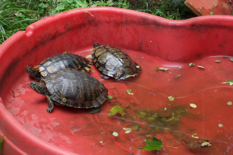 Soup Turtles????