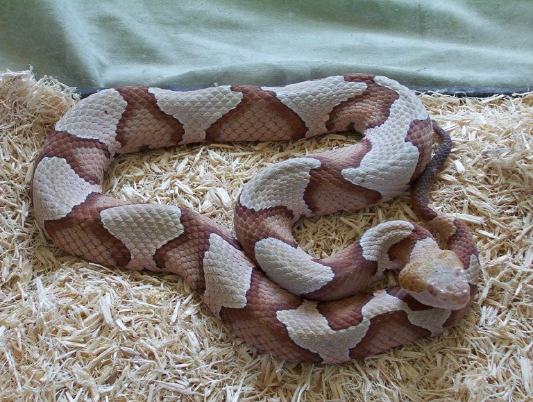 Southern copperhead