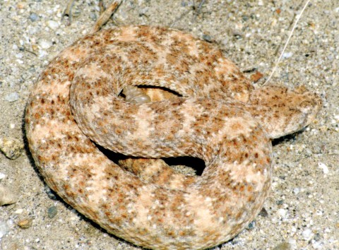 Southwestern Speckled