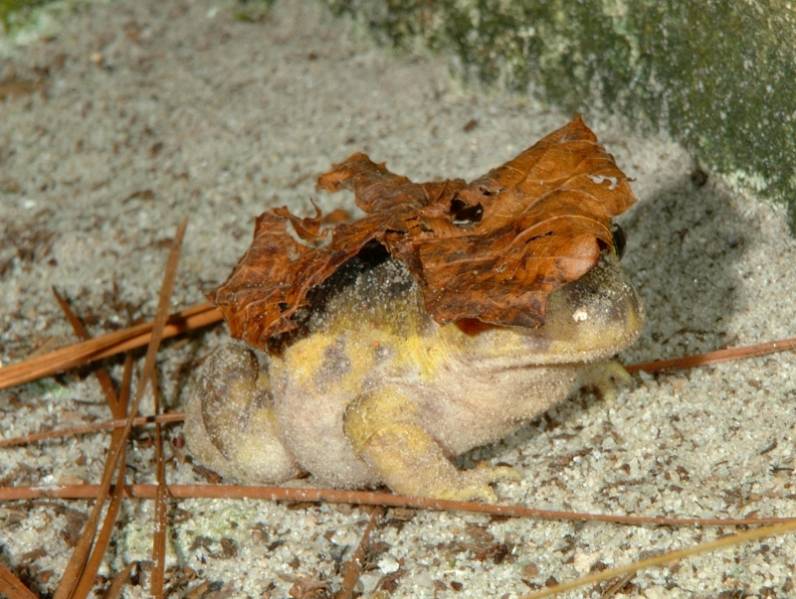Spadefood toad playing peek-a-boo