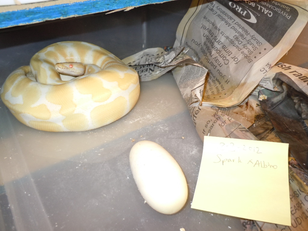 Spark x Albino!!!! 5 eggs