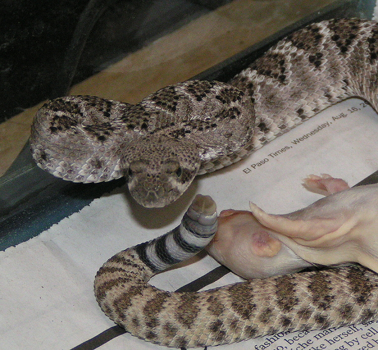 Spaz Being Spaz 2