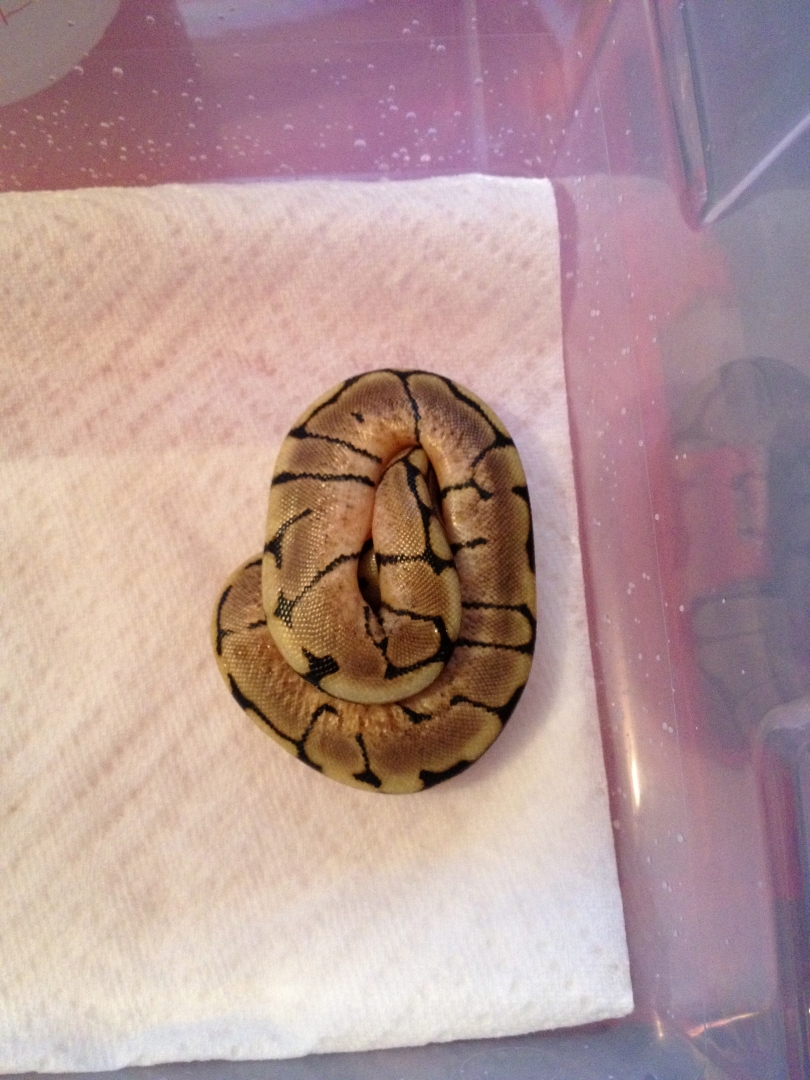 spider hatchling 2012