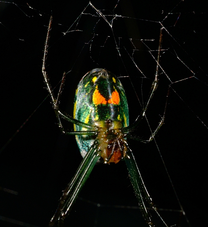 Spider01