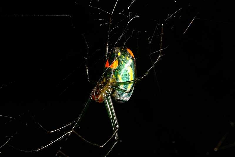 Spider02