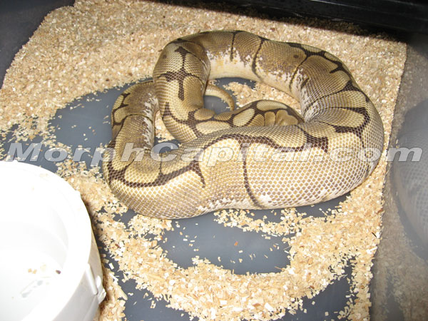 spider_ovulation