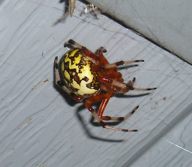 spidy4