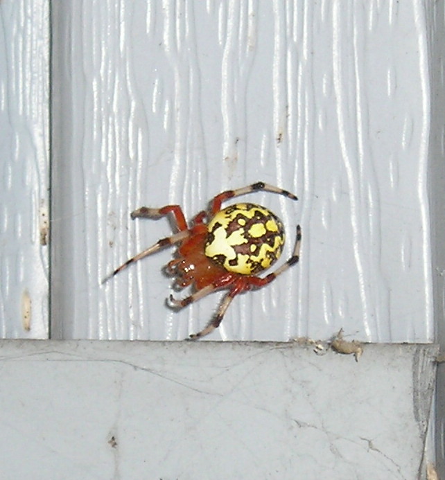 spidy5