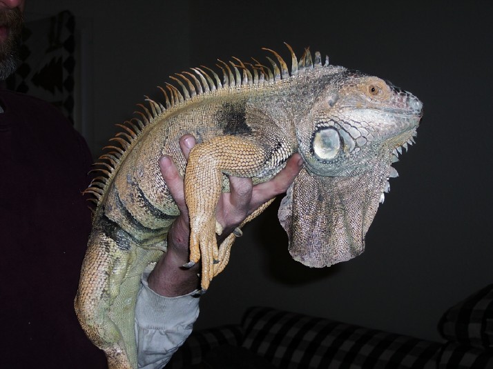spike