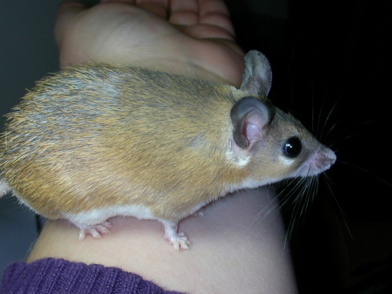 Spiny