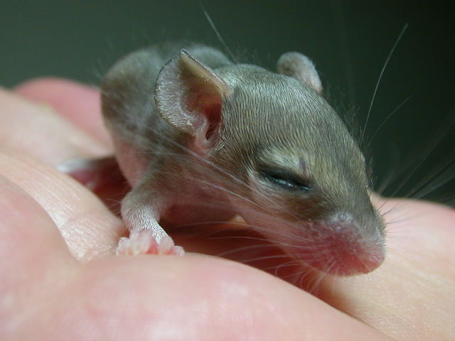 Spiny