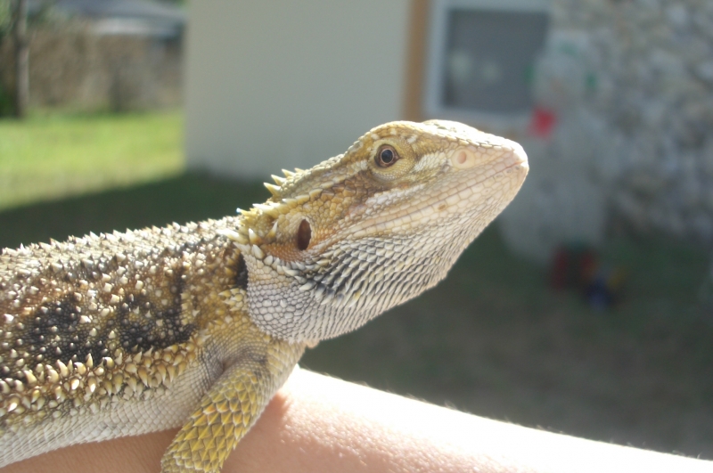 Spoc Another close-up