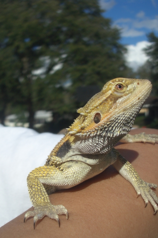 Spoc posing