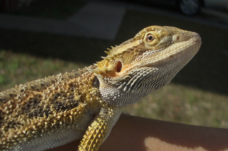 SPOC SUN BATHING