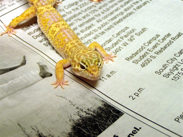 Spot_male_vegas_40g_pic1