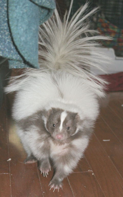 Spunky