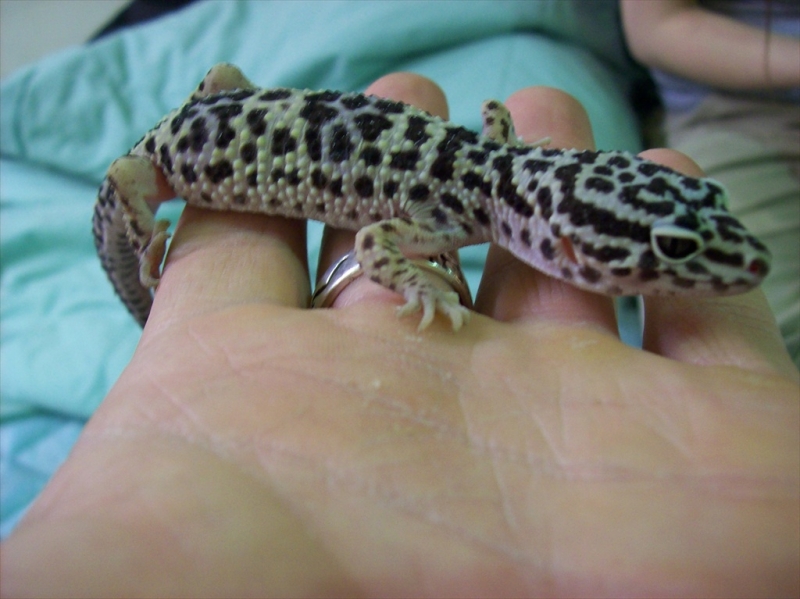 Squeek