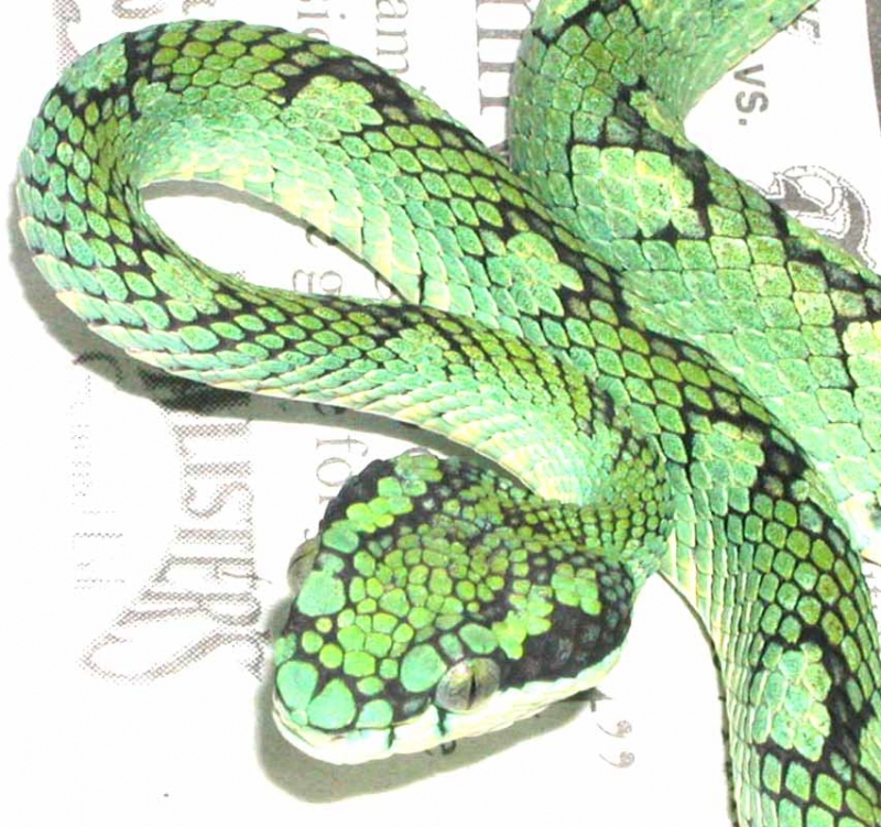 Sri Lankin Palm Viper