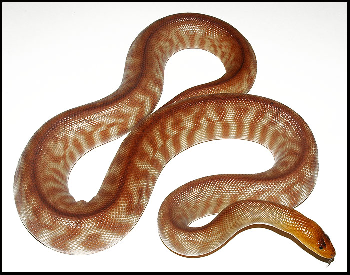 Starburst Woma