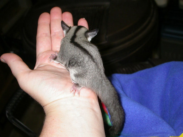 Starr 5 Wks OOP