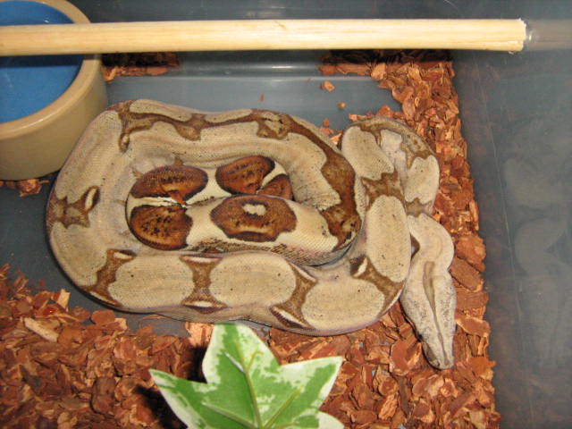 STEVEN 5/11/08 HARLEQUIN X PERUVIAN POS. HET. PATTERNLESS