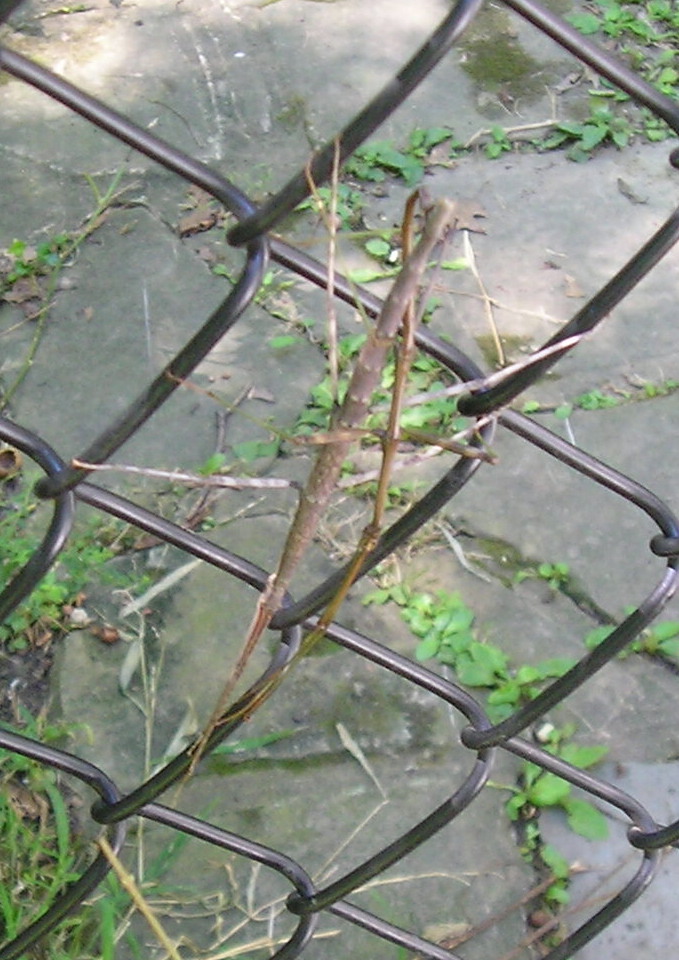 Stick bugs