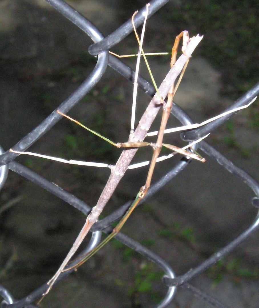 Stick bugs