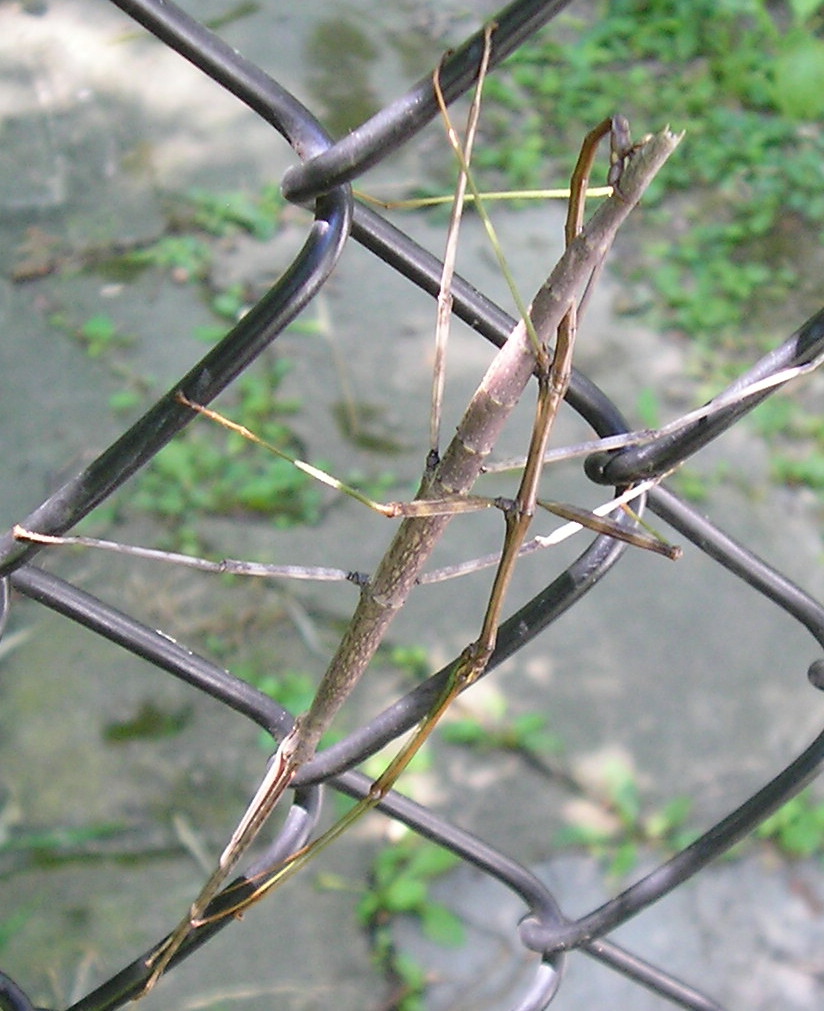 Stick bugs