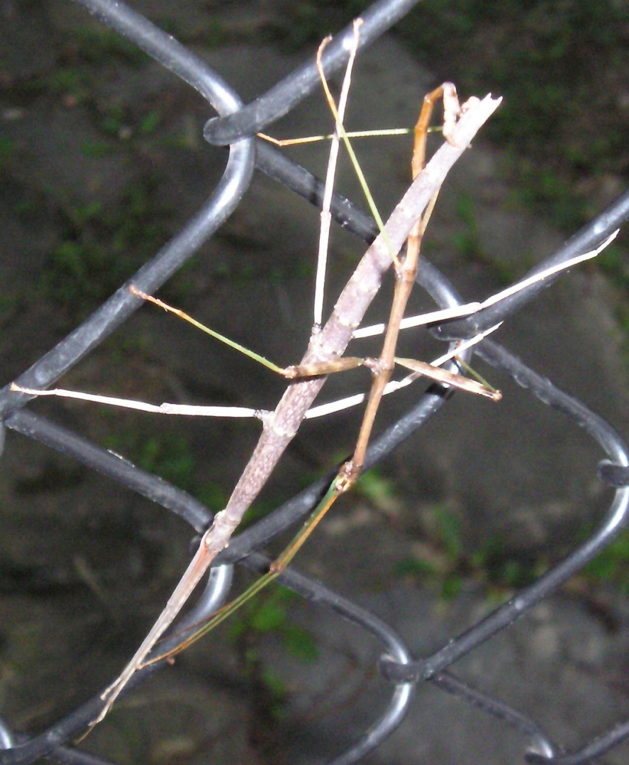 Stick bugs