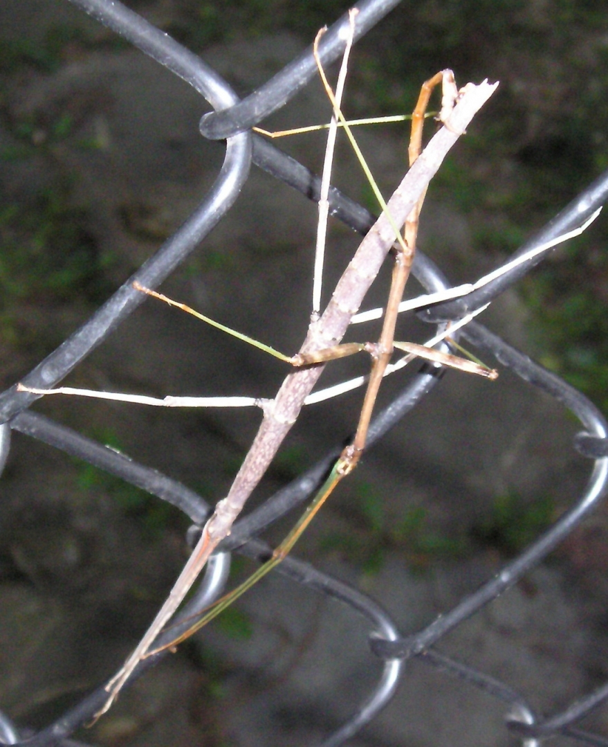 Stick bugs