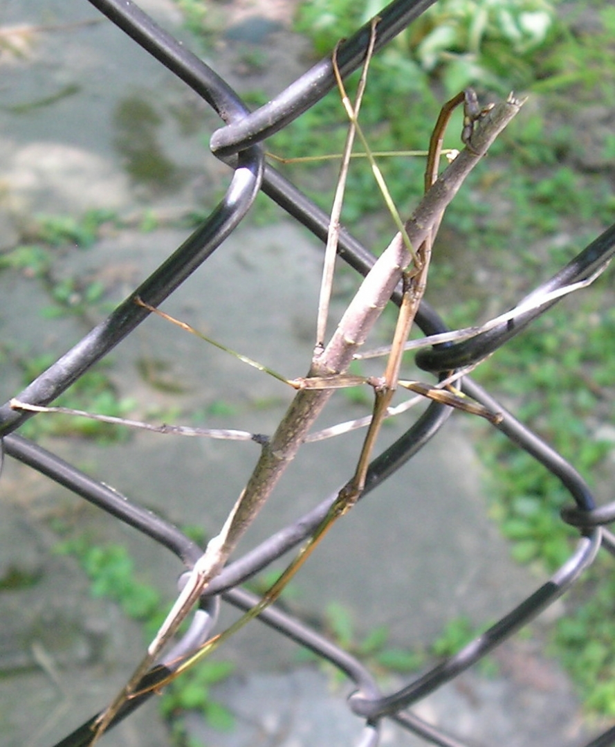 Stick bugs