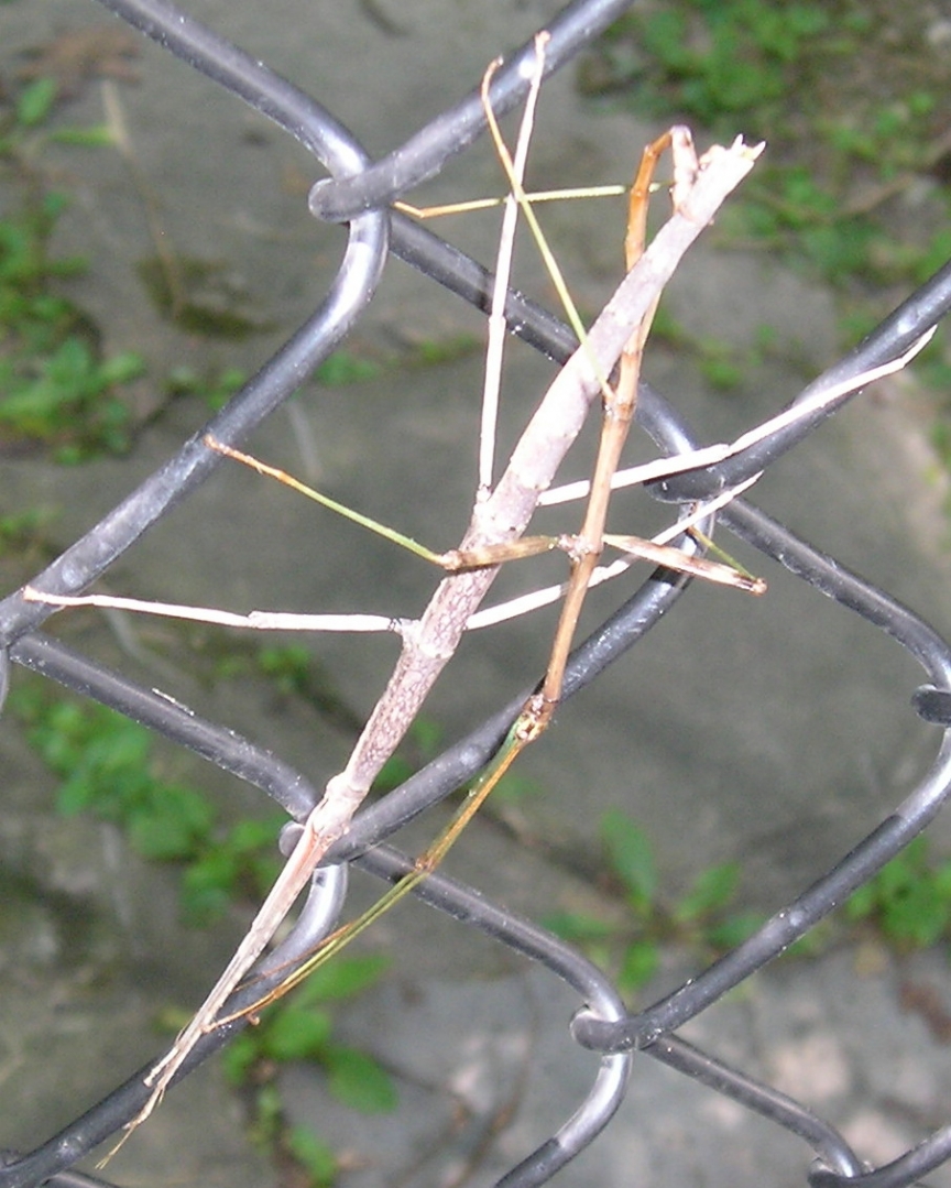 Stick bugs