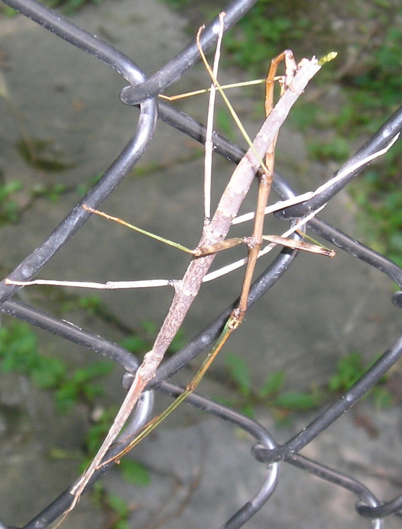 Stick bugs