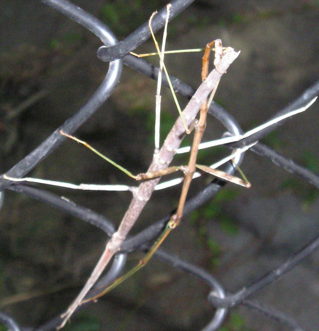 Stick bugs