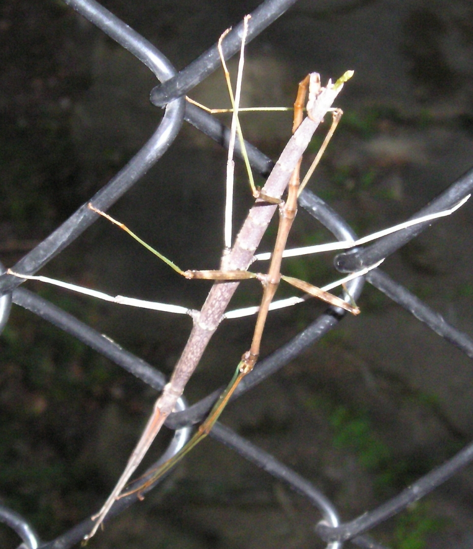 Stick bugs