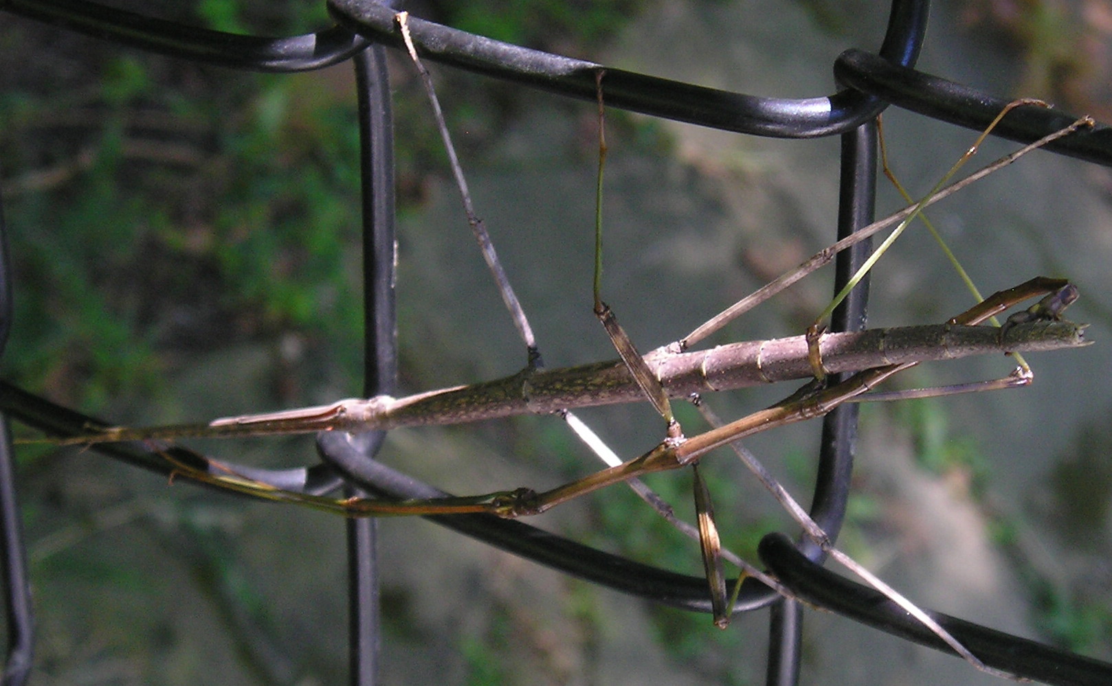 Stick bugs