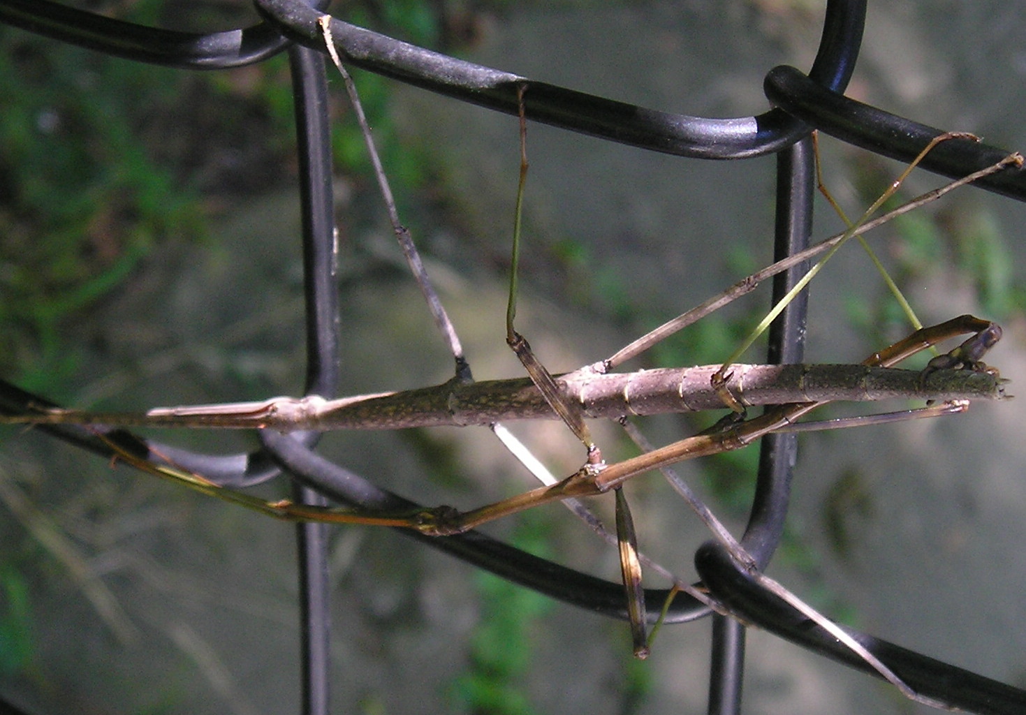 Stick bugs