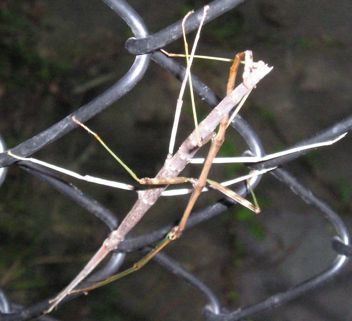 Stick bugs
