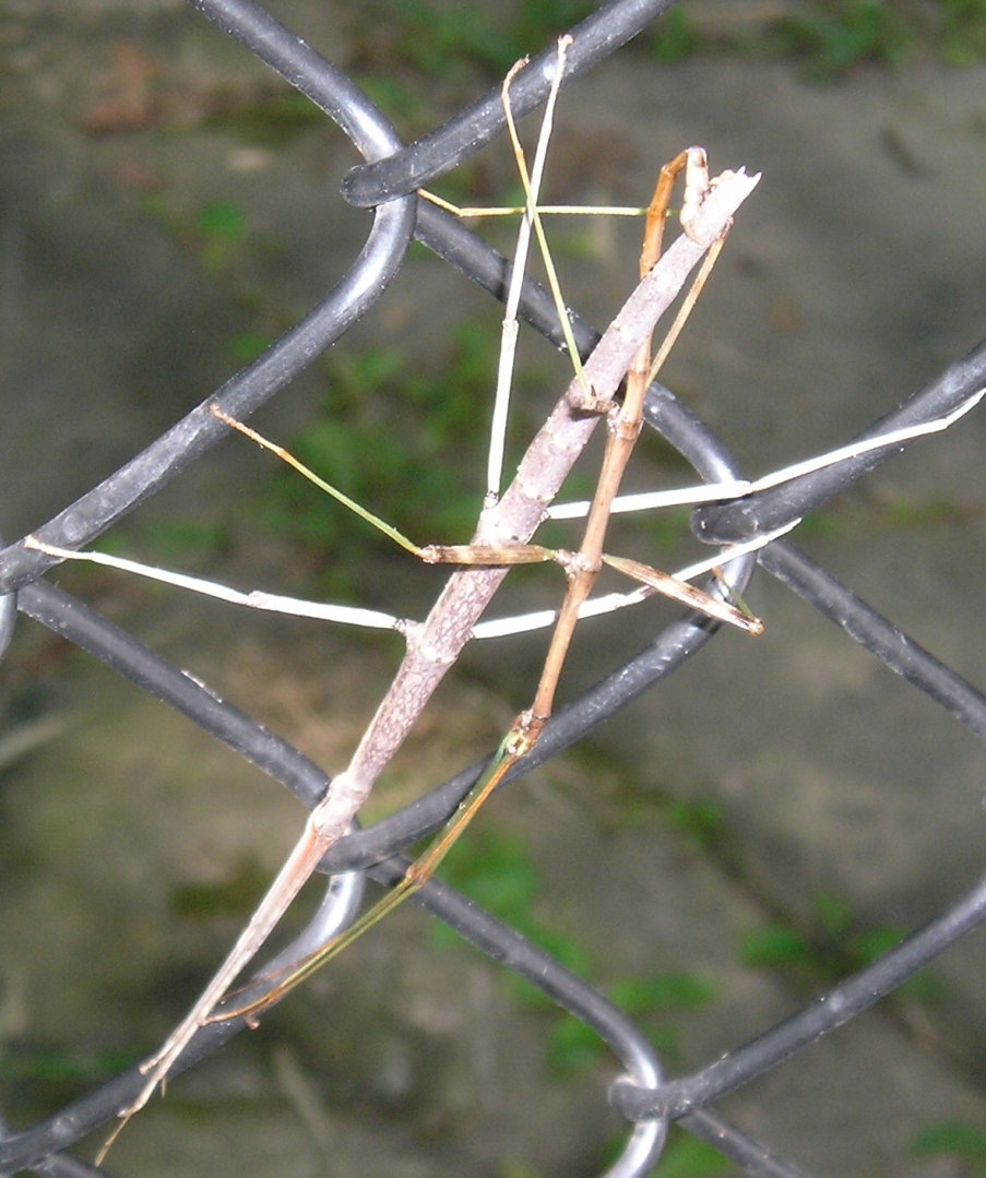 Stick bugs