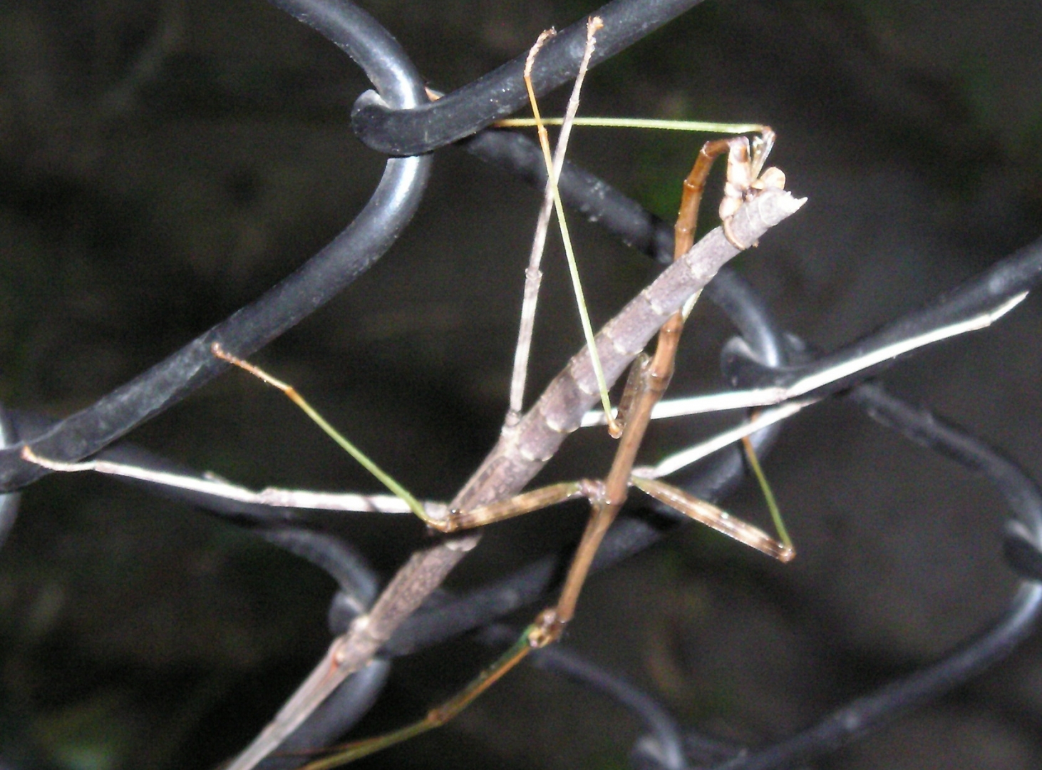 Stick bugs