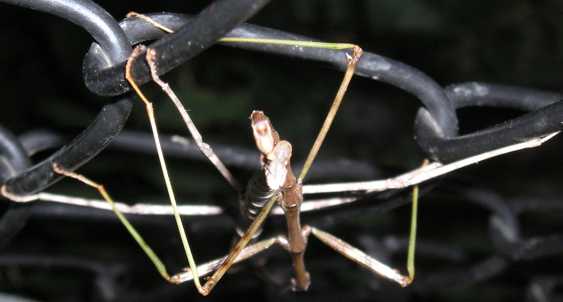 Stick bugs