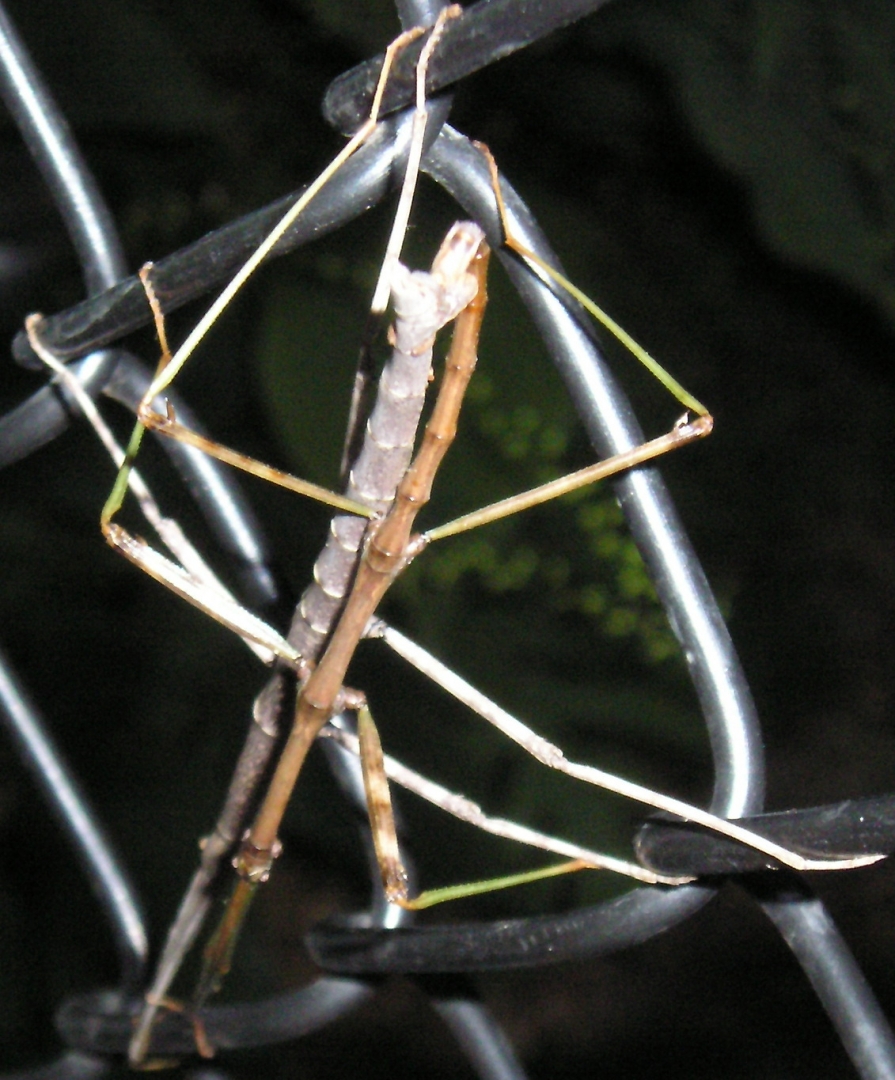 Stick bugs