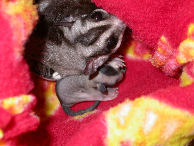 Stinky and his babies
