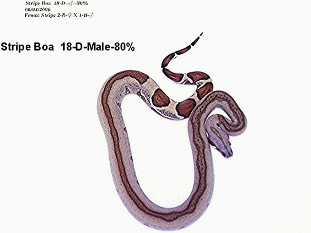Stripe 18-D-Male-80%