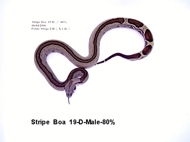 Stripe 19-D-Male-80%