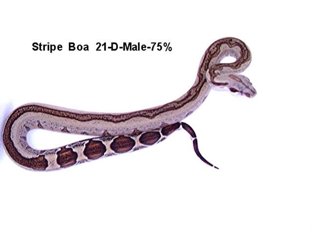 Stripe 21-D-Male-75%