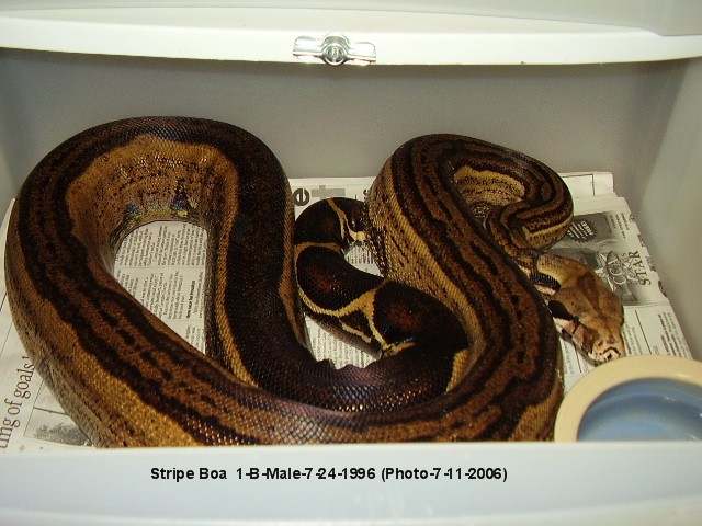 Stripe Boa 1-B-Male