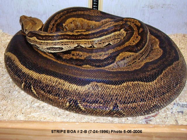 Stripe Boa 2-B-Female
