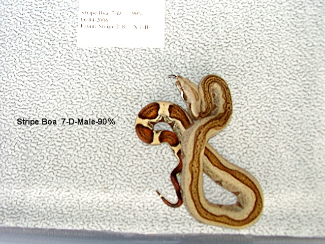 Stripe Boa 7-D-Male-90%