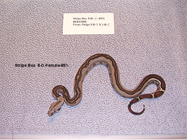 Stripe Boa 8-D-Female-85%